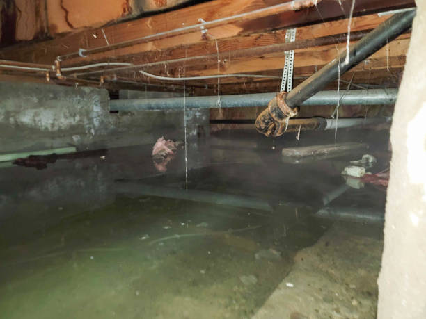 Best Mold removal after water damage  in Austin, TX